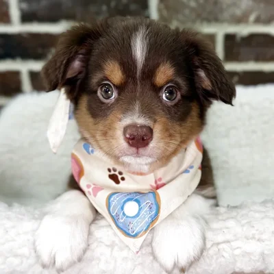 Female Mini American Shepherd puppy for sale at Shake A Paw Union.