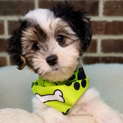 Male Coton De Tulear puppy for sale at Shake A Paw Union.