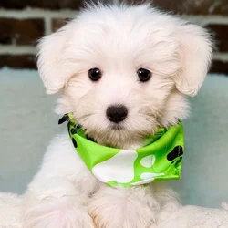 Male Coton De Tulear puppy for sale at Shake A Paw Union.