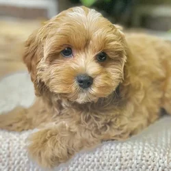 car_main_img_/media/ap_media/pets/WRQDCHVEUXNG21874.webp.250x250_q85.webp