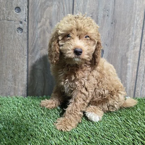 Female Cavapoo 2Nd Gen puppy for sale at Shake A Paw Union.