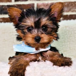 car_main_img_/media/ap_media/pets/WSRJNMKJCNMW19041.webp.250x250_q85.webp