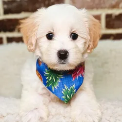 Male Havanese puppy for sale at Shake A Paw Union.