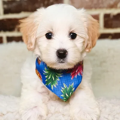 Male Havanese puppy for sale at Shake A Paw Union.