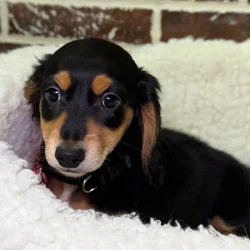 car_main_img_/media/ap_media/pets/WVDAXNDQAEWN24003.webp.250x250_q85.webp