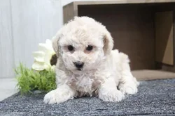 car_main_img_/media/ap_media/pets/WVOBCGYUYOPN23250.webp.250x250_q85.webp