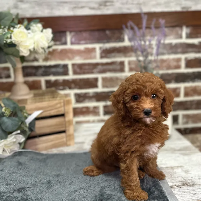 Female Mini Goldendoodle 3Rd Gen puppy for sale at Shake A Paw Union.