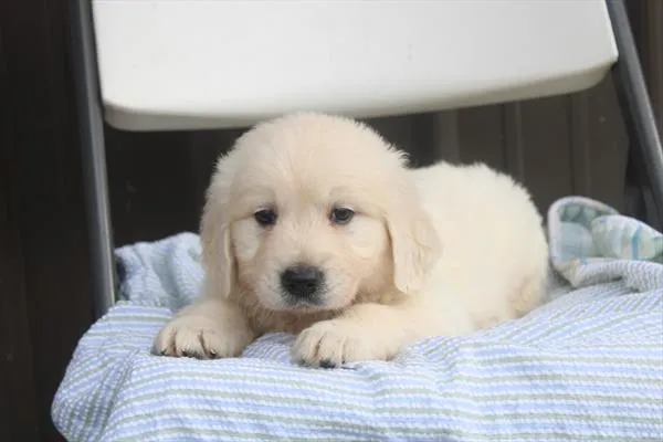 Male Golden Retriever puppy for sale at Shake A Paw Union.