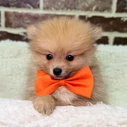 car_main_img_/media/ap_media/pets/XBECPXXKVETM24002.webp.250x250_q85.webp