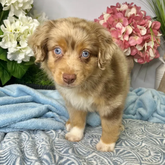 Male Mini Australian Shepherd puppy for sale at Shake A Paw Green Brook.
