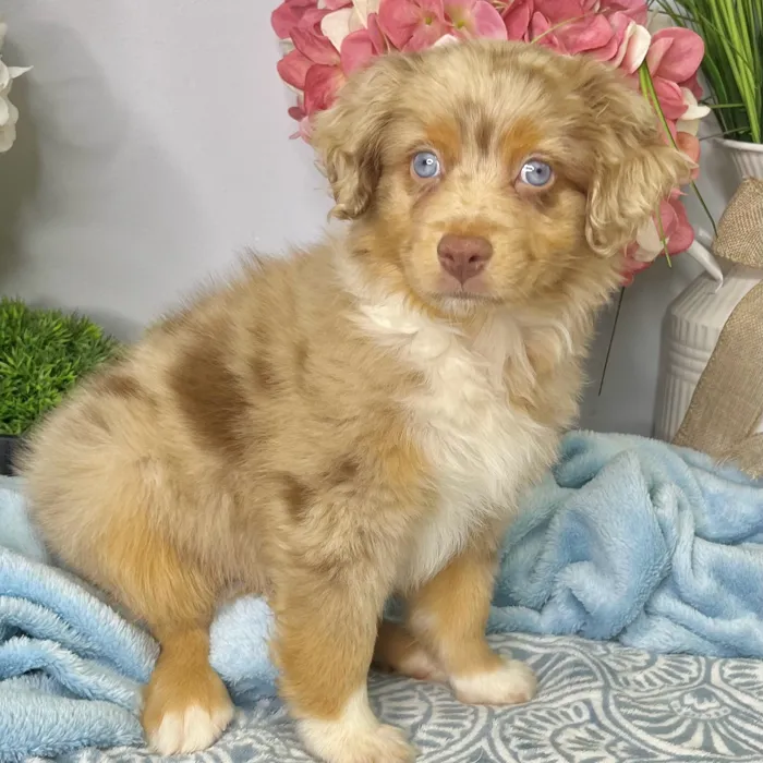 Male Mini Australian Shepherd puppy for sale at Shake A Paw Green Brook.