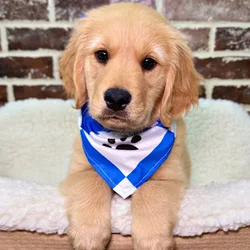 car_main_img_/media/ap_media/pets/XEWFMEOPUZOQ20100.webp.250x250_q85.webp