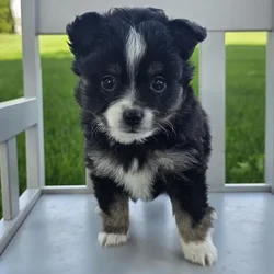 Male Mini Australian Shepherd puppy for sale at Shake A Paw Green Brook.