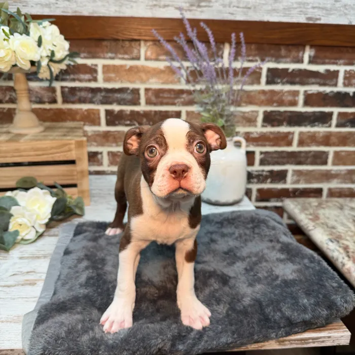 Male Boston Terrier puppy for sale at Shake A Paw Union.
