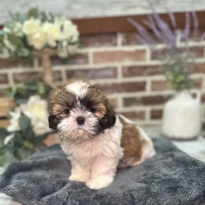 Male Shih Tzu puppy for sale at Shake A Paw Union.