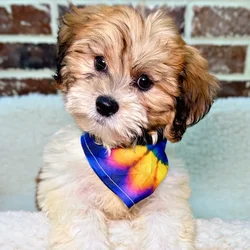 car_main_img_/media/ap_media/pets/XIAZEZEBZAVW22306.webp.250x250_q85.webp