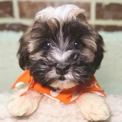 Male Havanese puppy for sale at Shake A Paw Union.
