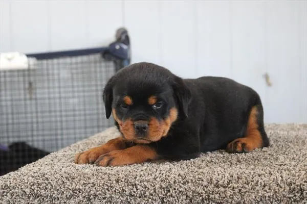 Female Rottweiler puppy for sale at Shake A Paw Union.