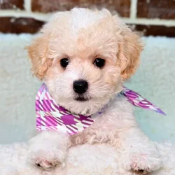 car_main_img_/media/ap_media/pets/XMIZPHIKOIZQ18825.webp.250x250_q85.webp