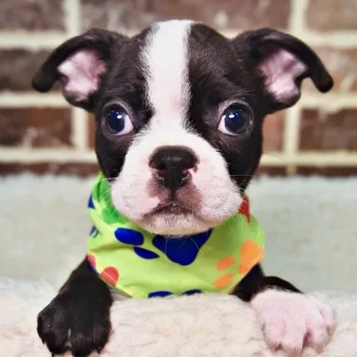 Male Boston Terrier puppy for sale at Shake A Paw Union.