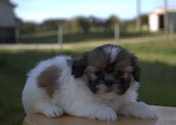 car_main_img_/media/ap_media/pets/XPNYOOTHODYK23206.webp.250x250_q85.webp