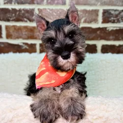 car_main_img_/media/ap_media/pets/XUODMXHQFMOW21705.webp.250x250_q85.webp