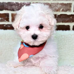 car_main_img_/media/ap_media/pets/XUVUABRMAJWJ20087.webp.250x250_q85.webp