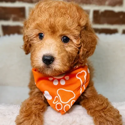 Male Poodle puppy for sale at Shake A Paw Union.