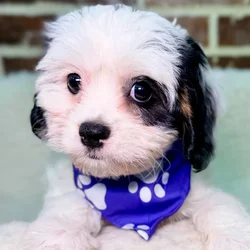 Female Cavapoo puppy for sale at Shake A Paw Union.