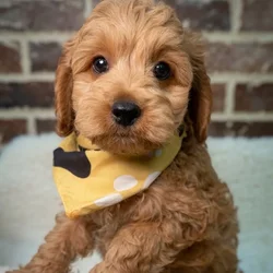 Male Cockapoo 2Nd Gen puppy for sale at Shake A Paw Union.