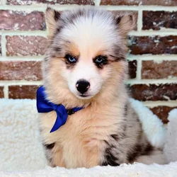 car_main_img_/media/ap_media/pets/YAMFLDYRIZAJ23016.webp.250x250_q85.webp