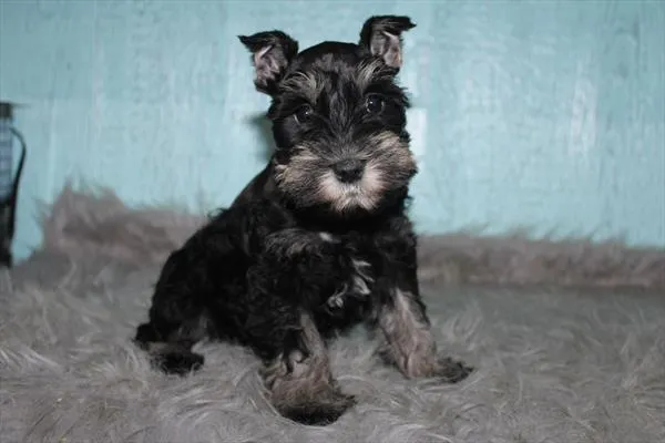 Female Mini Schnauzer puppy for sale at Shake A Paw Green Brook.