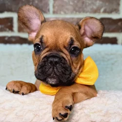 car_main_img_/media/ap_media/pets/YCMORFWVDODB23009.webp.250x250_q85.webp