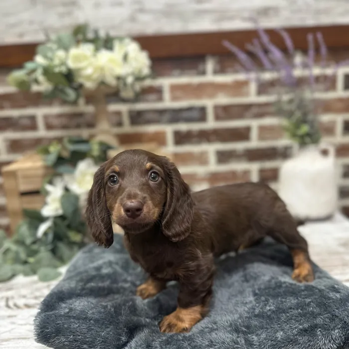 Male Dachshund puppy for sale at Shake A Paw Union.
