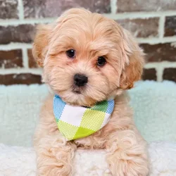 car_main_img_/media/ap_media/pets/YIPGWKUWBSRJ19496.webp.250x250_q85.webp