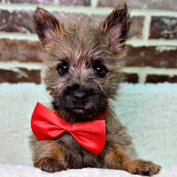 car_main_img_/media/ap_media/pets/YMDQGRAEVVHR23332.webp.250x250_q85.webp