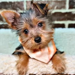 car_main_img_/media/ap_media/pets/YMNQJCQQUIXY23019.webp.250x250_q85.webp