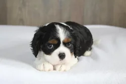 car_main_img_/media/ap_media/pets/YMSHMGUMHFIK23418.webp.250x250_q85.webp