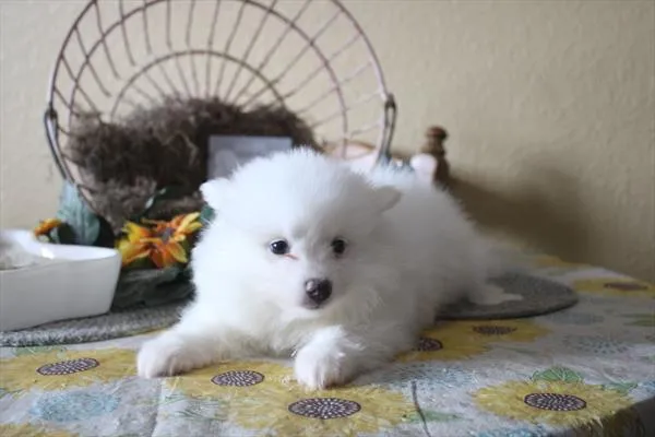 Female American Eskimo puppy for sale at Shake A Paw Green Brook.