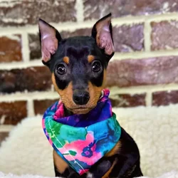car_main_img_/media/ap_media/pets/YMUYJQQUVQZG21220.webp.250x250_q85.webp