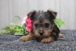car_main_img_/media/ap_media/pets/YOHKHOXIKMJQ22821.webp.250x250_q85.webp