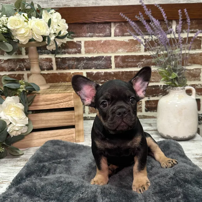 Male French Bulldog puppy for sale at Shake A Paw Union.