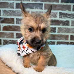 car_main_img_/media/ap_media/pets/YRMGDYUAOJWD23577.webp.250x250_q85.webp