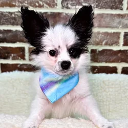 car_main_img_/media/ap_media/pets/YSANQGNGKYDN20701.webp.250x250_q85.webp