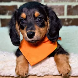 car_main_img_/media/ap_media/pets/YSGRSCOIADLF22725.webp.250x250_q85.webp