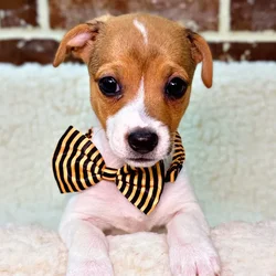 car_main_img_/media/ap_media/pets/YSTVHYAAOYQE23179.webp.250x250_q85.webp
