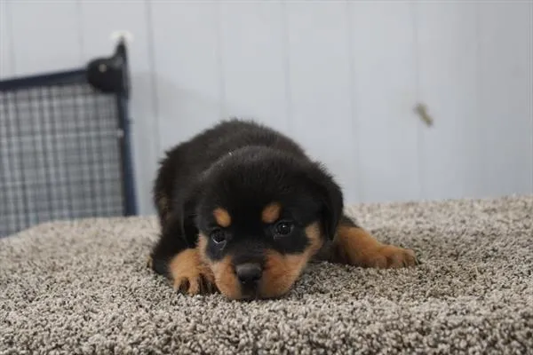 Female Rottweiler puppy for sale at Shake A Paw Union.