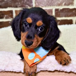car_main_img_/media/ap_media/pets/YTAWCNYPJRDO20467.webp.250x250_q85.webp