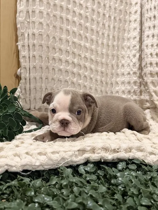 Female English Bulldog puppy for sale at Shake A Paw Green Brook.