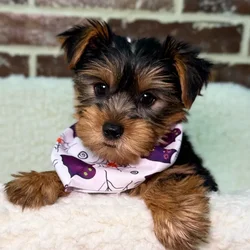 car_main_img_/media/ap_media/pets/YTNKBEMXGEGB23576.webp.250x250_q85.webp